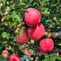 Frische rote Fuji-Äpfel Früchte mit dem besten Preis